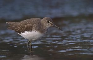 Tringa ochropus 1 (Marek Szczepanek).jpg