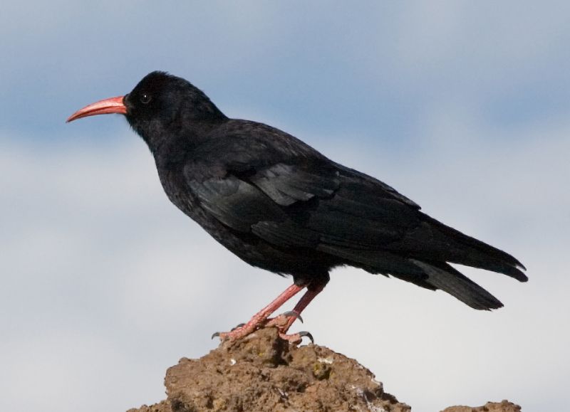 Fil:Pyrrhocorax pyrrhocorax -standing-8.jpg