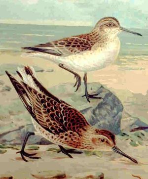 Limicola falcinellus.jpg