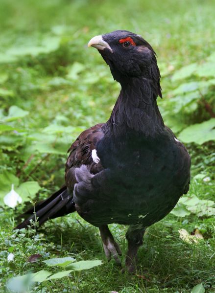 Fil:Tetrao urogallus Richard Bartz.jpg