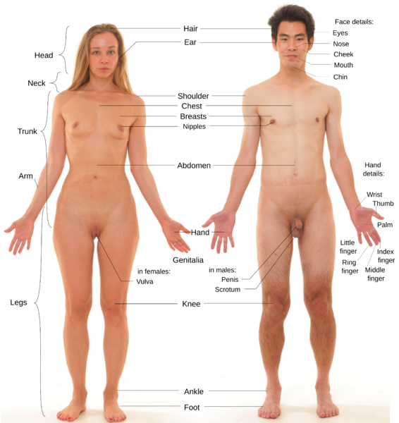 Fil:Anterior view of human female and male, with labels.svg