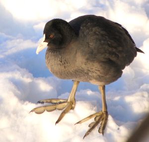 Fulica atra no.JPG
