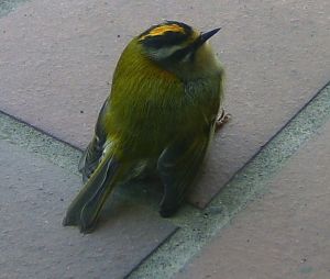 Regulus ignicapillus.01.jpg