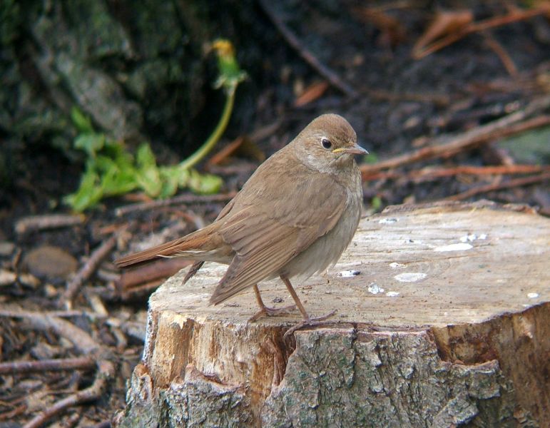 Fil:Luscinia luscinia Hartlepool 1.jpg