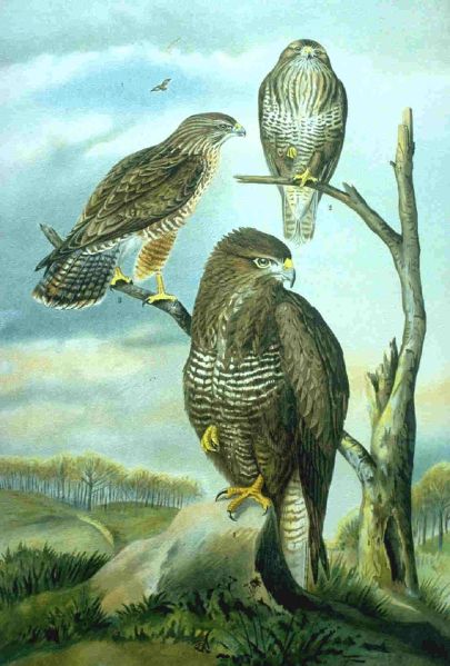 Fil:Poster Buteo buteo.jpg