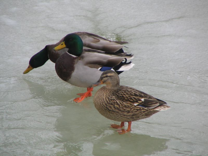 Fil:Ducks Winter.jpg