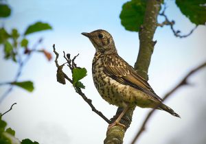 Turdus viscivorus juv.jpg