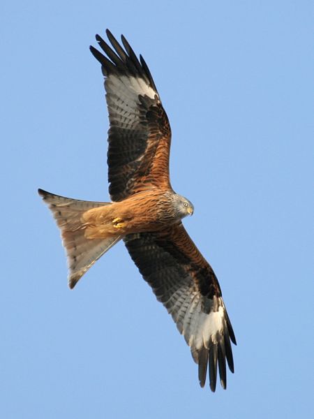 Fil:Milvus milvus R(ThKraft).jpg