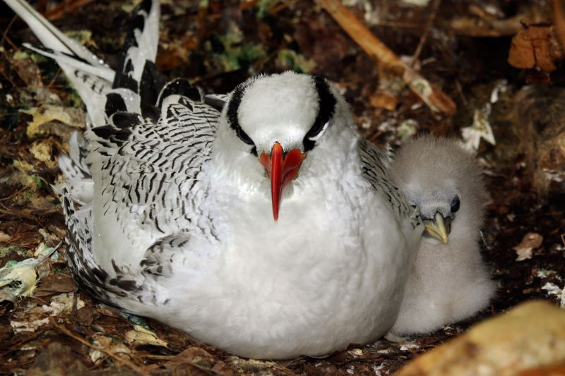 Fil:Red-billed tropicbird (Phaethon aethereus mesonauta) with chick.jpg