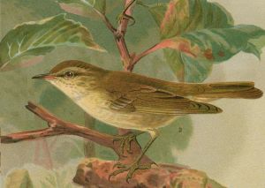 Arcticwarbler248.jpg
