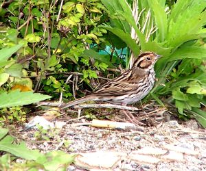 Little Bunting.jpg