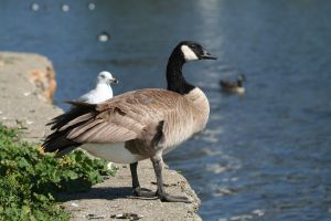 Canadgoose03192006.jpeg