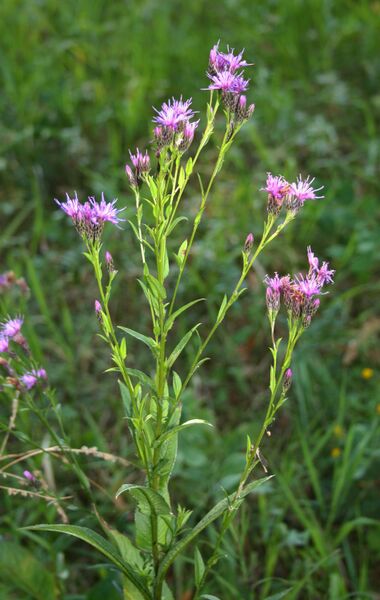 Fil:Serratula tinctoria 1.jpg