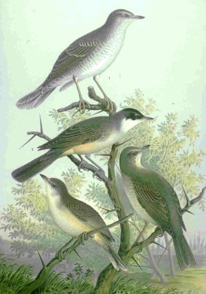 Sylvia nisoria hortensis naumann.jpg