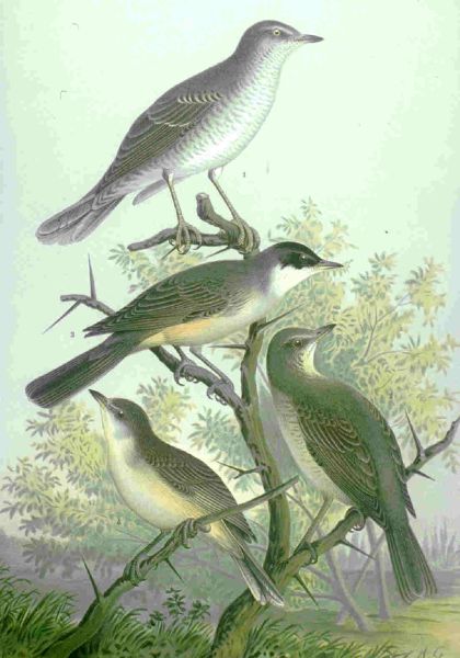Fil:Sylvia nisoria hortensis naumann.jpg
