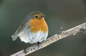 Erithacus rubecula (Marek Szczepanek).jpg
