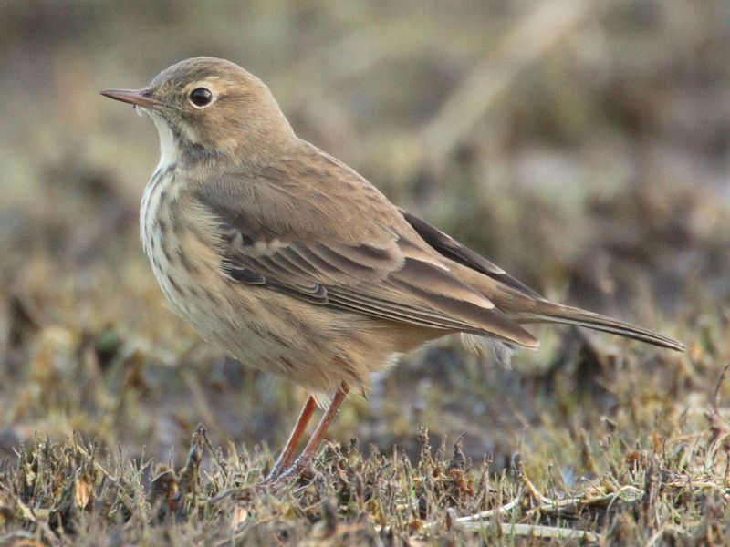 Fil:Anthus-rubescens-001.jpg