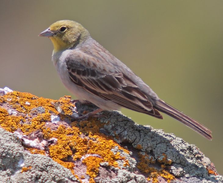 Fil:090508-cinereous-bunting-at-Petrified-Forest.jpg