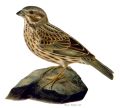 Miniatyrbilde av versjonen fra 25. sep. 2024 kl. 08:45