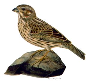 Miliaria calandra.jpg