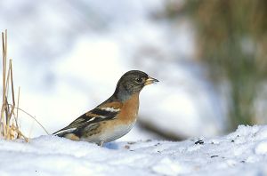 Fringilla montifringilla 1 (Marek Szczepanek).jpg