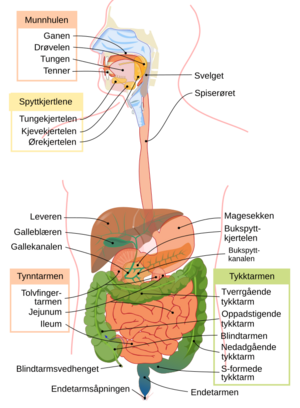 Digestive system diagram no.svg