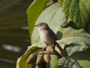Graceful Prinia in tree 1.jpg