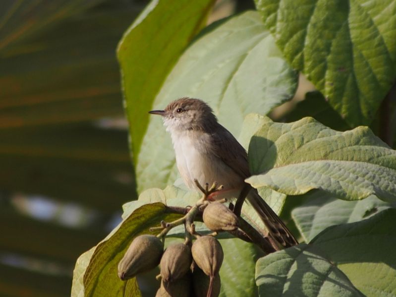 Fil:Graceful Prinia in tree 1.jpg