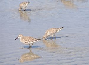 Calidris canutus jcwf1.jpg