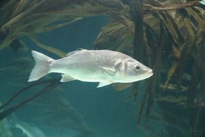 Dicentrarchus labrax LoroParqueTenerife seabass IMG 4959.JPG