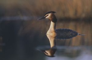 Podiceps cristatus 2 (Marek Szczepanek).jpg