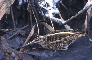 Lymnocryptes minimus (Marek Szczepanek).jpg