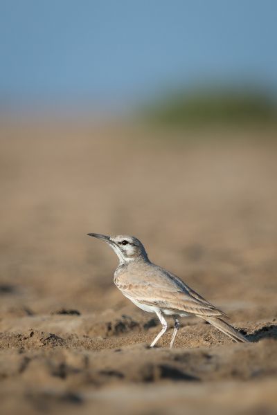 Fil:Greater Hoopoe Lark.jpg