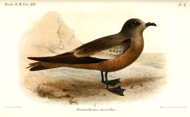 Fil:OceanodromaMonorhisSmit.jpg