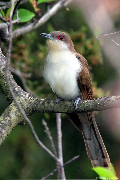 Fil:Black-billed-cuckoo2.jpg
