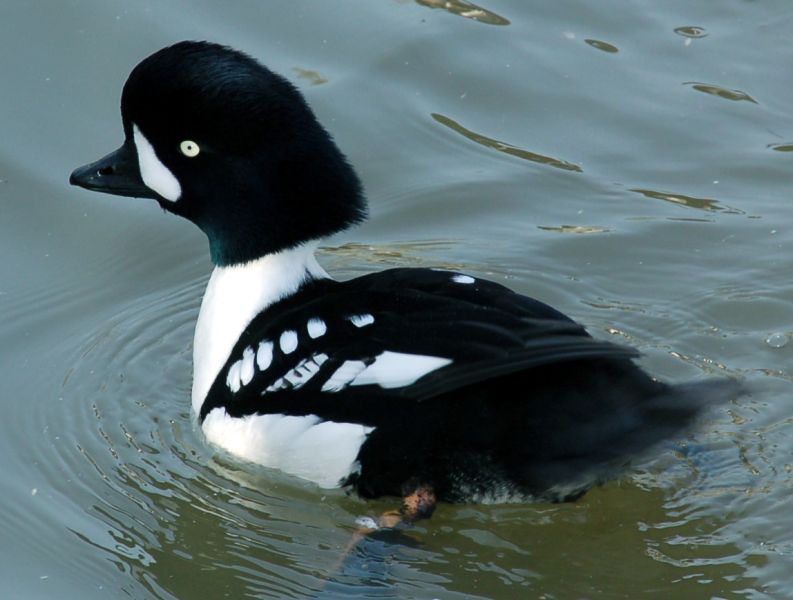 Fil:Barrows.goldeneye.male.010107.arp.jpg