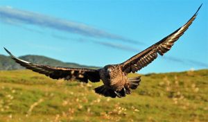 Skua Runde.jpg