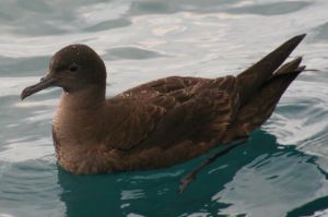 Sooty shearwater kaikoura.jpg
