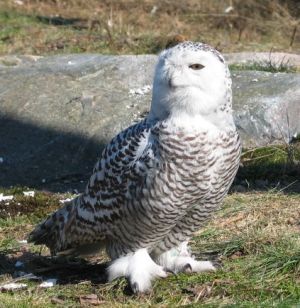Bubo scandiacus2.jpg