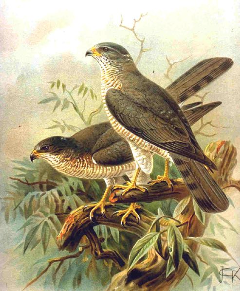 Fil:Accipiter brevipes.jpg