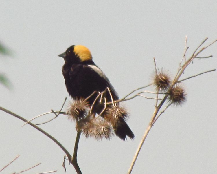 Fil:Bobolink, Mer Bleue.jpg