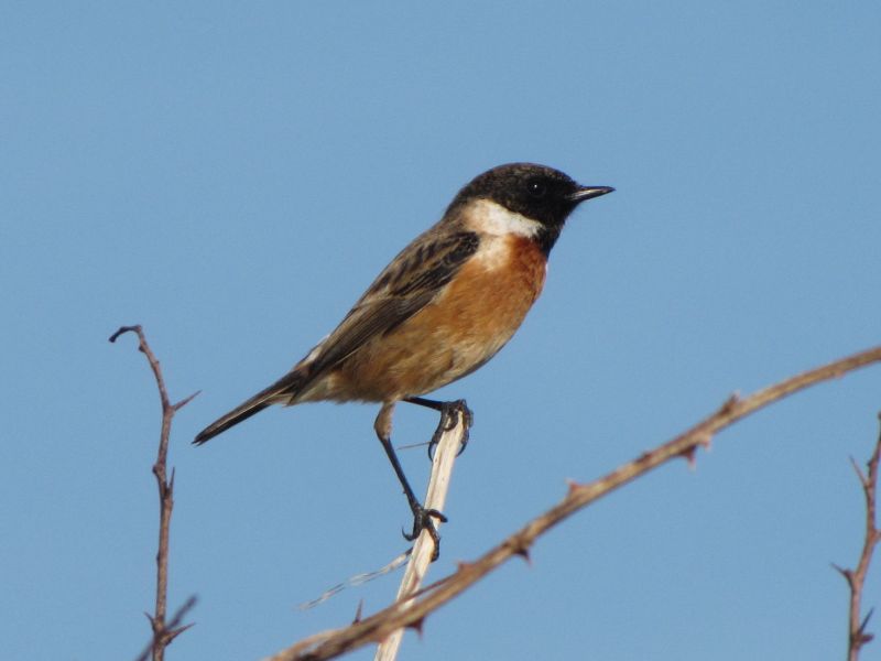 Fil:European Stonechat.jpg