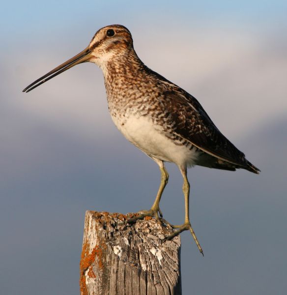 Fil:Common snipe fencepost.jpg