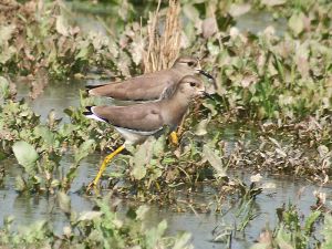 White tailed Lapwing I IMG 9928.jpg