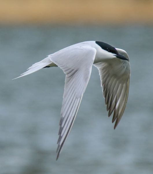 Fil:Gull-billed Tern (Gelochelidon nilotica) Gilgit-Baltistan, Pakistan.jpg