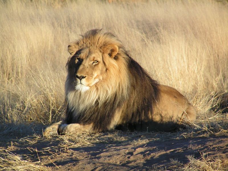 Fil:Lion waiting in Namibia.jpg
