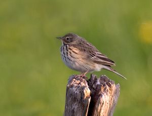 Meadow-Pipit.jpg