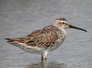 Calidris himantopus.jpg