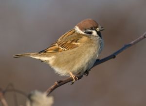 Tree-Sparrow.jpg