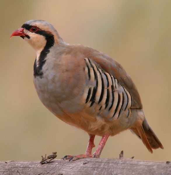 Fil:Alectoris-chukar-001.jpg